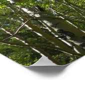 Summer Birch Trees in Rocky Mountain Poster (Hoek)