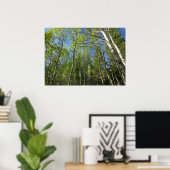 Summer Birch Trees in Rocky Mountain Poster (Thuiskantoor)