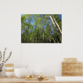 Summer Birch Trees in Rocky Mountain Poster (Keuken)