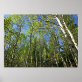 Summer Birch Trees in Rocky Mountain Poster (Voorkant)