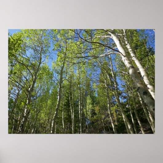 Summer Birch Trees in Rocky Mountain Poster (Voorkant)