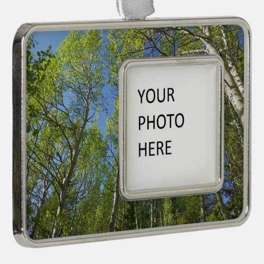Summer Birch Trees in Rocky Mountain Verzilverd Omlijst Ornament (Rechts)