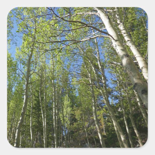Summer Birch Trees in Rocky Mountain Vierkante Sticker (Voorkant)