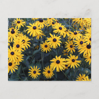 Summer Black-eyed Susan Wildflower Briefkaart