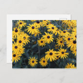 Summer Black-eyed Susan Wildflower Briefkaart (Voorkant / Achterkant)