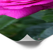 Summer Bloom Poster (Hoek)