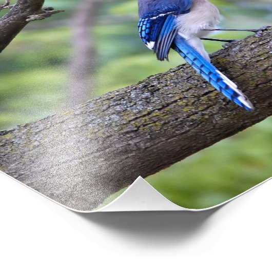 Summer Blue Jay Foto Afdruk (Hoek)