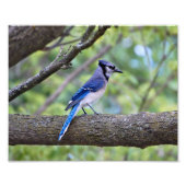 Summer Blue Jay Foto Afdruk (Voorkant)