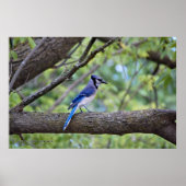 Summer Blue Jay Poster (Voorkant)
