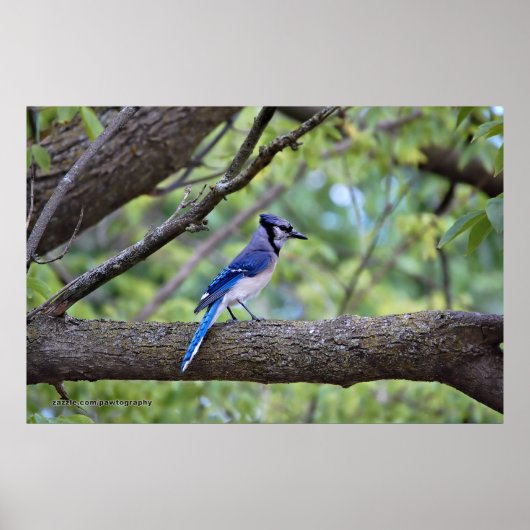 Summer Blue Jay Poster (Voorkant)