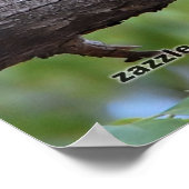 Summer Blue Jay Poster (Hoek)