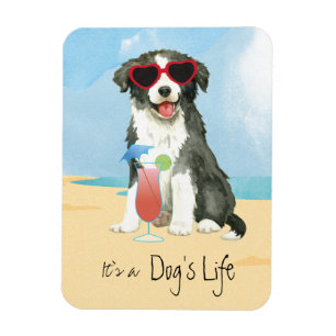 Summer Border Collie Magnet Magneet