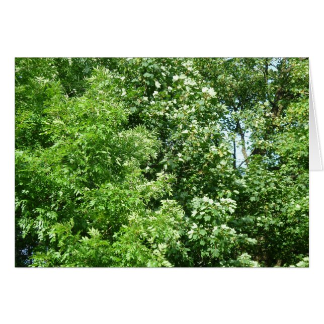 Summer Breeze (Voorkant Horizontaal)