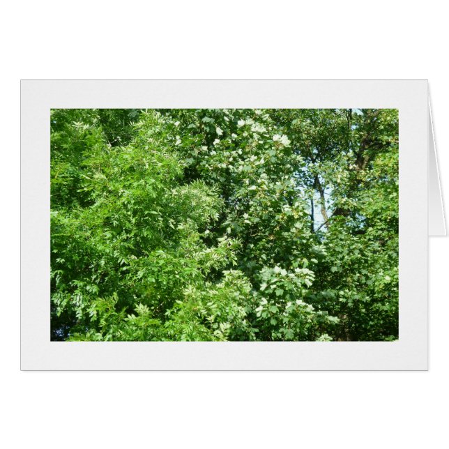 Summer Breeze (Voorkant Horizontaal)