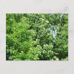 Summer Breeze Briefkaart