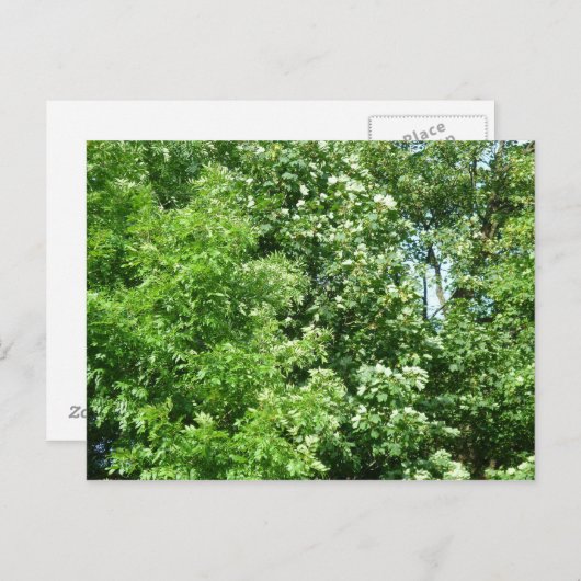 Summer Breeze Briefkaart (Voorkant / Achterkant)