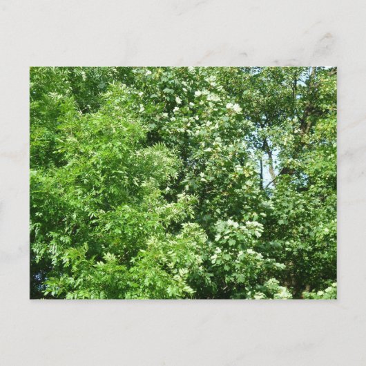 Summer Breeze Briefkaart (Voorkant)