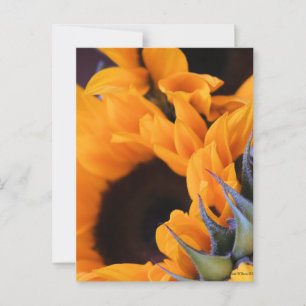 Summer Bright Sunflower Briefkaart