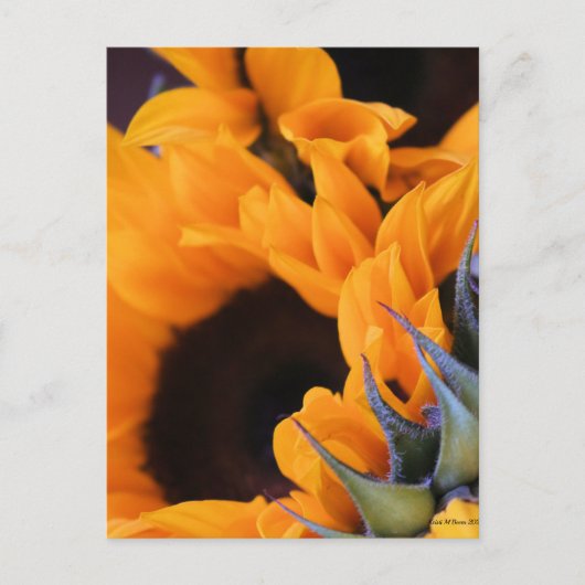 Summer Bright Sunflower Briefkaart (Voorkant)