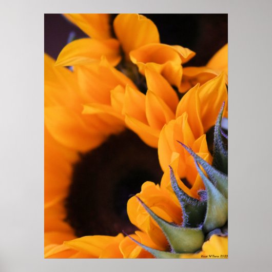 Summer Bright Sunflower Poster (Voorkant)