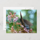 Summer Butterfly Blues Briefkaart (Voorkant / Achterkant)