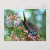 Summer Butterfly Blues Briefkaart (Voorkant)