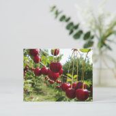 Summer Cherries Briefkaart (Staand voorkant)