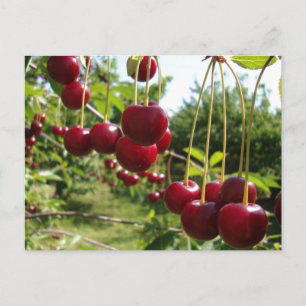 Summer Cherries Briefkaart