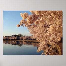 Summer Cherry Blossom Photo Natuur Wall Poster