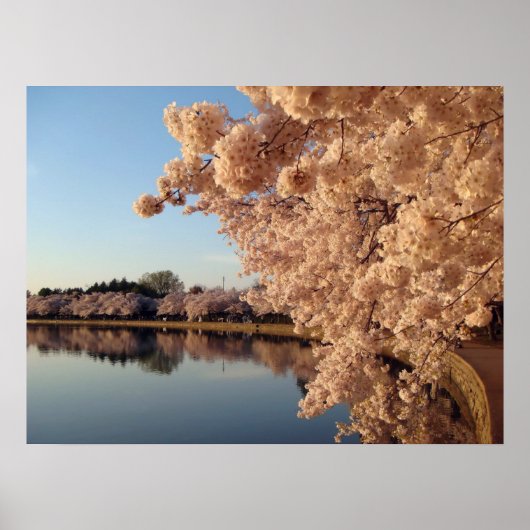 Summer Cherry Blossom Photo Natuur Wall Poster (Voorkant)
