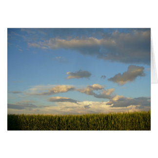 Summer Cornfield