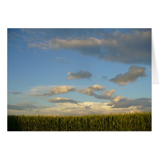 Summer Cornfield (Voorkant Horizontaal)