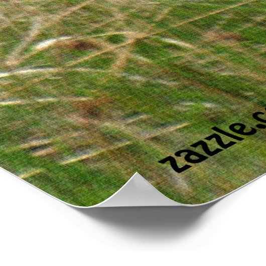 Summer Coyote in Long Grass Wildlife Foto Poster (Hoek)