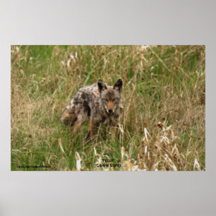 Summer Coyote in Long Grass Wildlife Foto Poster