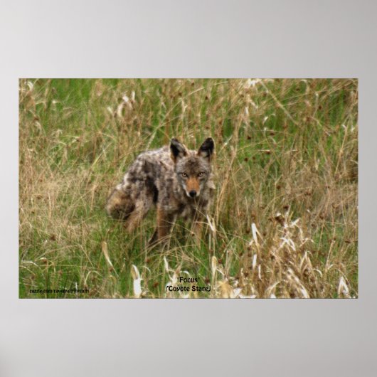 Summer Coyote in Long Grass Wildlife Foto Poster (Voorkant)
