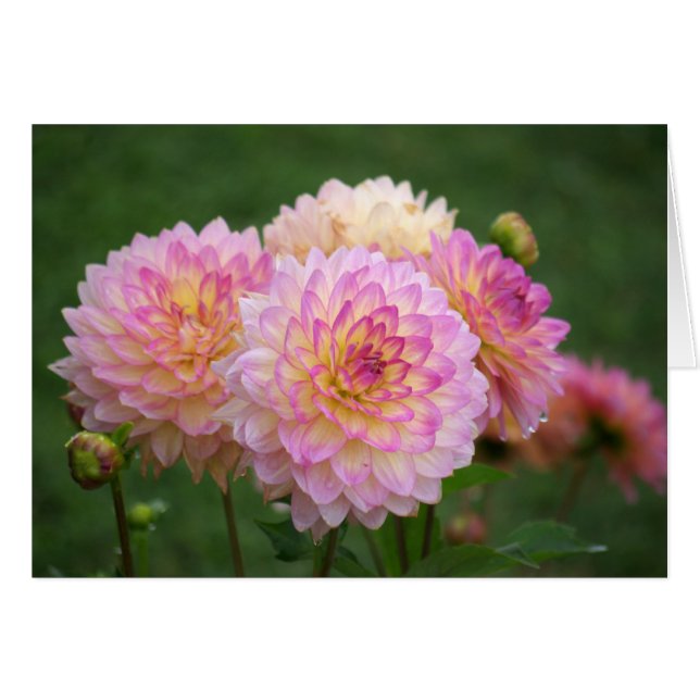 Summer Dahlia (Voorkant Horizontaal)