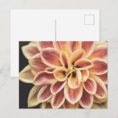 Summer Dahlia Flower (Floral Art) Briefkaart (Voorkant / Achterkant)