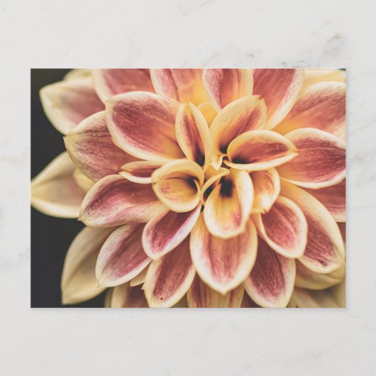 Summer Dahlia Flower (Floral Art) Briefkaart (Voorkant)