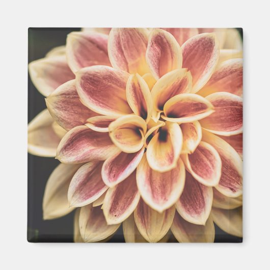 Summer Dahlia Flower (Floral Art) Magneet (Voorkant)