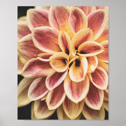 Summer Dahlia Flower (Floral Art) Poster (Voorkant)