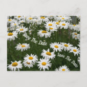 Summer Daisy Flower Save the Date Briefkaart (Voorkant)