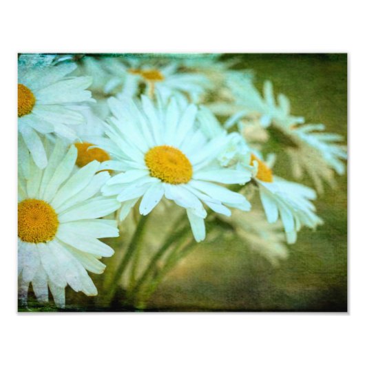 Summer Daisy Photo Enlargement Foto Afdruk (Voorkant)