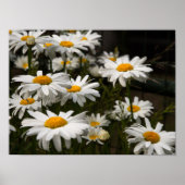 Summer Daisy Poster (Voorkant)