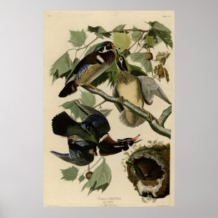 Summer Duck, Wood Duck, Audubon's Birds of America Poster