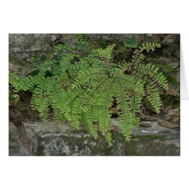 Summer Fern (Voorkant Horizontaal)