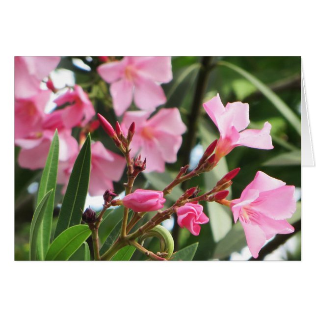 Summer Flowers (Voorkant Horizontaal)