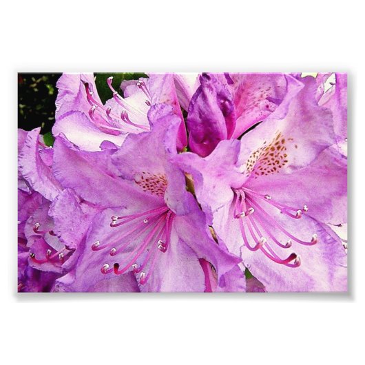 Summer Flowers Foto Afdruk (Voorkant)