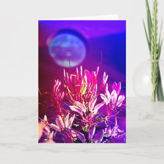 Summer Flowers Kaart (Voorkant)