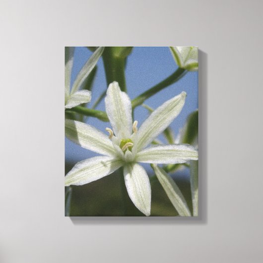 Summer Flowers Wrapped Canvas Afdruk (Voorkant)