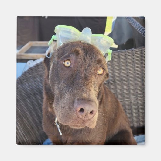 Summer Fun Lab Puppy Magneet (Voorkant)